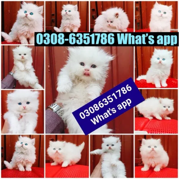 CASH ON DELIVERY  Top Quality Persian kitten or cat baby