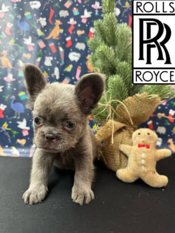 Fluffy French Bulldog Puppies