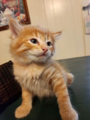 Kittens for adoption