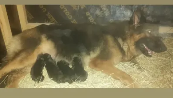 ذكر وأنثى جيرمن مع الجراوي