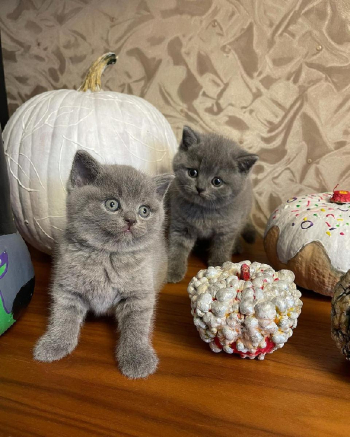 British shorthair kittens