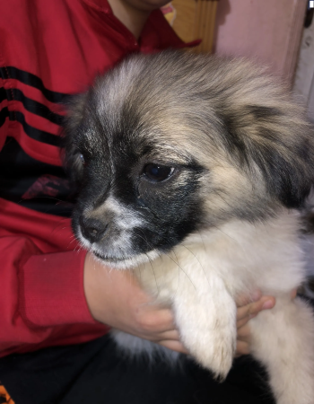 كلاب لولو للبيع بيور