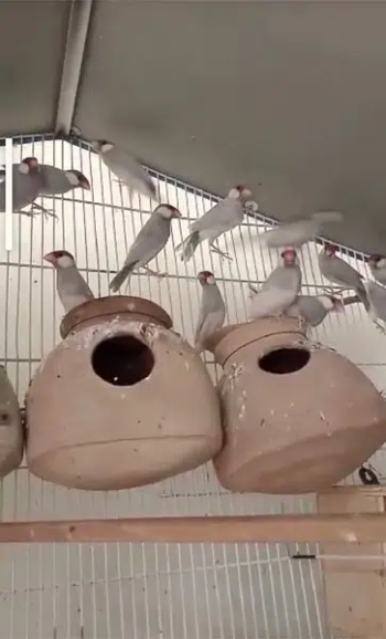 Silver Java strong blood line