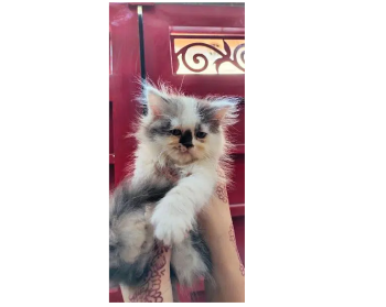 kittens cats
