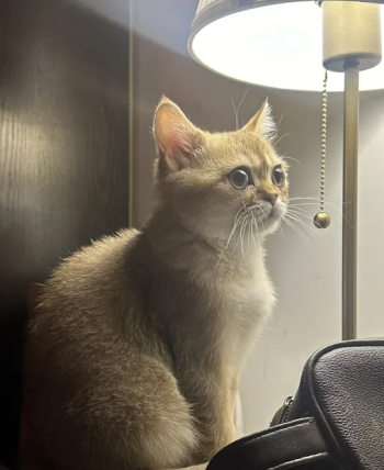 Pure British scotch 2 month