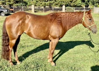 IKES KINDA PLAYGIRL (Stacy) Sorrel AQHA Quarter Horse Mare