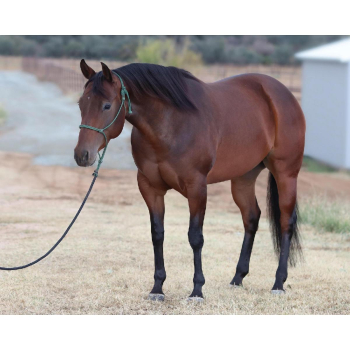 5 Year Old AQHA Gentle Mare Show/Pleasure