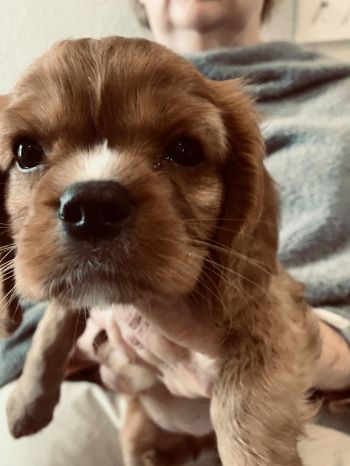 Cavalier King Charles Spaniels