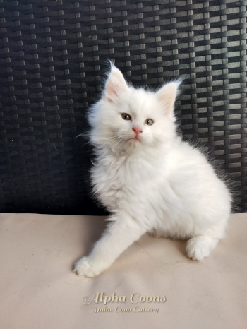 Purebred Maine Coon Kittens - CFA & TICA Registered