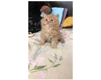 persian (triple coated) punch face male and female kittens