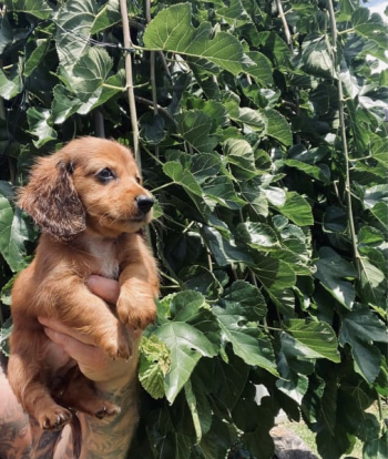 Long Haired Miniature Dachshund Puppies