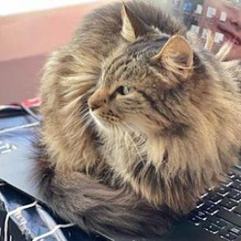 Sombra American Shorthair Senior Female in Fairport, New York