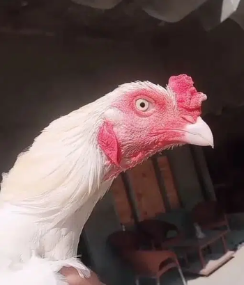 Heera Aseel pair white nok nali