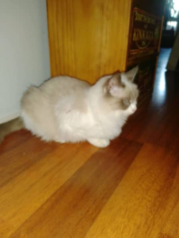 Christmas Ragdoll Kittens