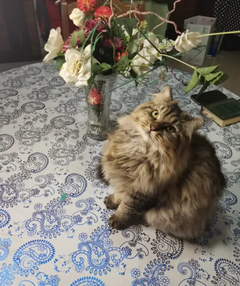 قطتين شيرازي ماين كوون للجادين