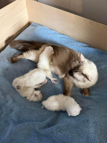Ragdoll kittens