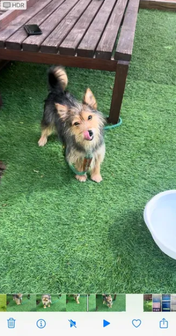 كلب سيلكي تيرير