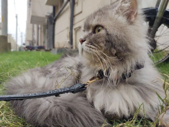 Persian cat (High breed)