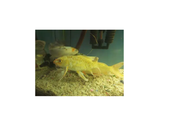 Six (06) Large Size Japanese koi Fish