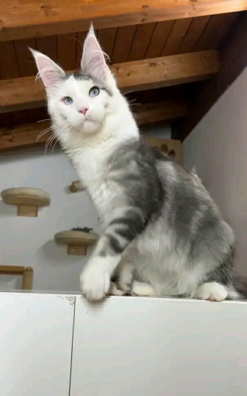 Maine coon kittens wwhite