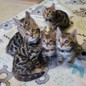 Registered Pure Bengal kittens.