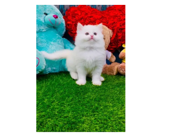 Persian cat /Doll face /Punch face/semi face kitten