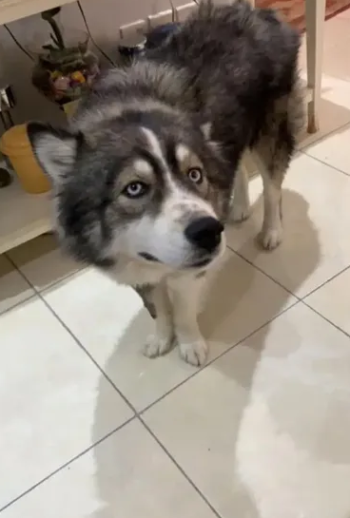 مدرب يحب اللعب + يلعب كورة + يسلم بيده + عنده مهارات واجد