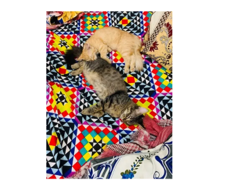 cat pair