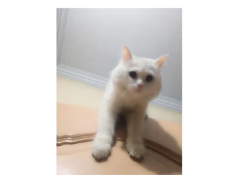 pershion cat