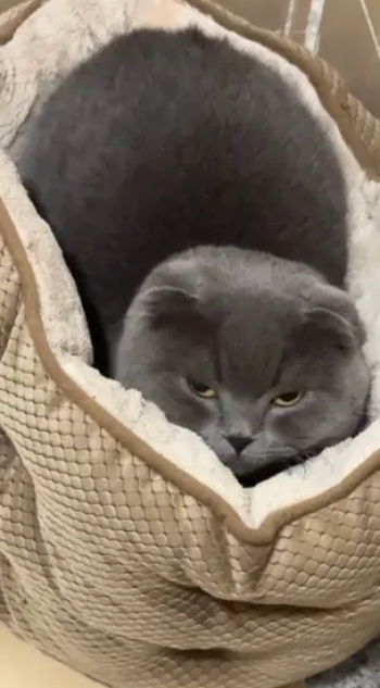 سكوتش فولد بلو بيور