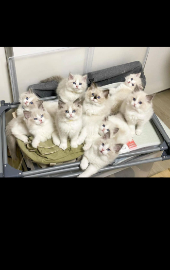 Cute Ragdoll kittens
