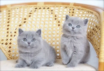 British short hair kitten available