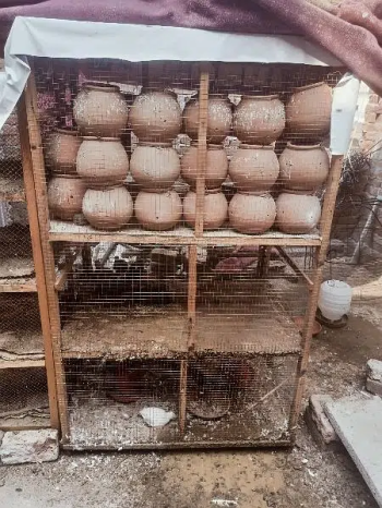 4 porshan 3 manzala Talli ka Pinjra for sale. . . . .