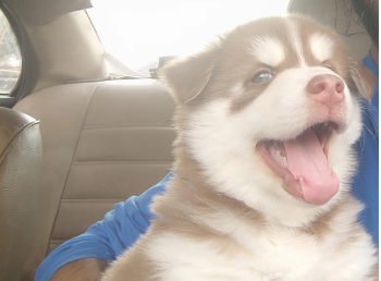 Siberian Husky Puppy