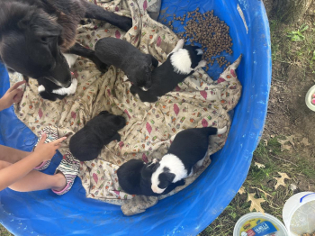 Border collie mix puppies