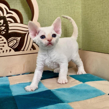 Beautiful Devon Rex Red point boy.
