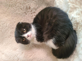 WOW! Scottish Fold/Straight kittens for adoption