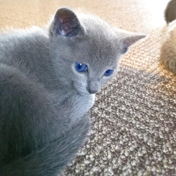 Russian blue for sale