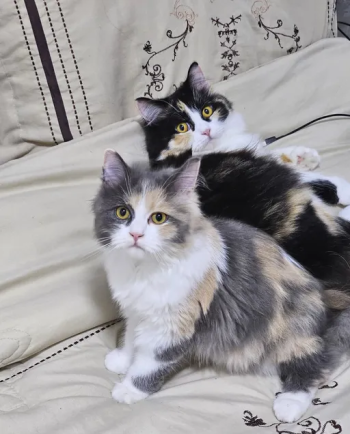 قطط شيرازي اناث