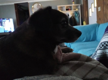 Loving Chihuahua/pomarian 4yr old dog