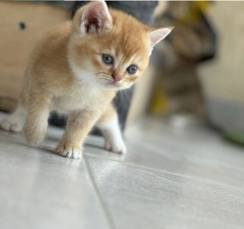 Very beautiful kitten at affordable price