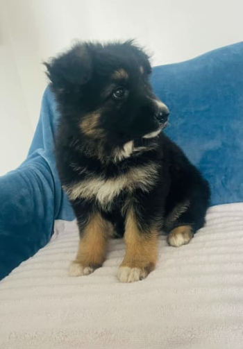 German shepherd puppy