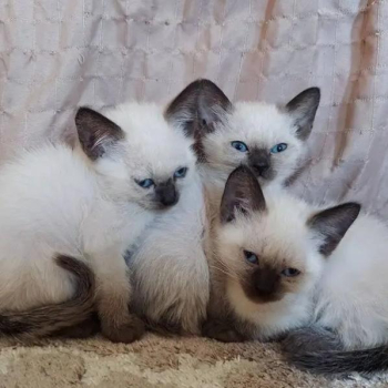 Ragdoll kittens for adoption text AT (615) 864-0451