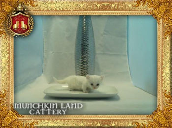 Snow White Munchkin Kittens