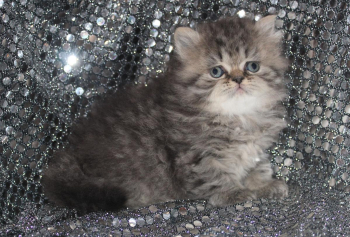 CFA White Male Persian Kitten - Precious Persians