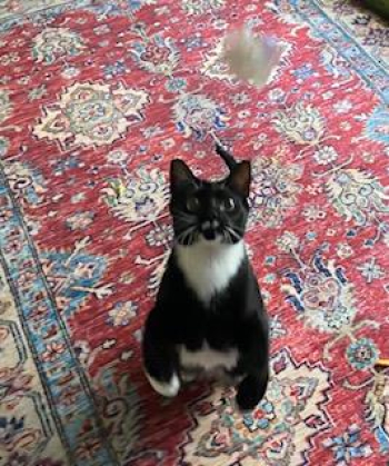 2 year old male Tuxedo