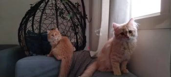 قطتين للتبني العمر ٥ شهور