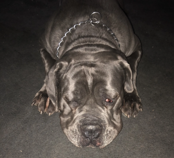 cane corso puppys