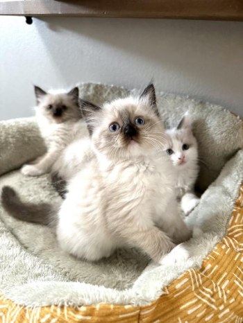 Ragdoll kittens.