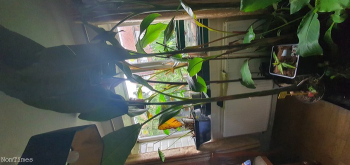 Musa Balbisiana Thai Black Banana Plants. Houseplants Jungle Plants.